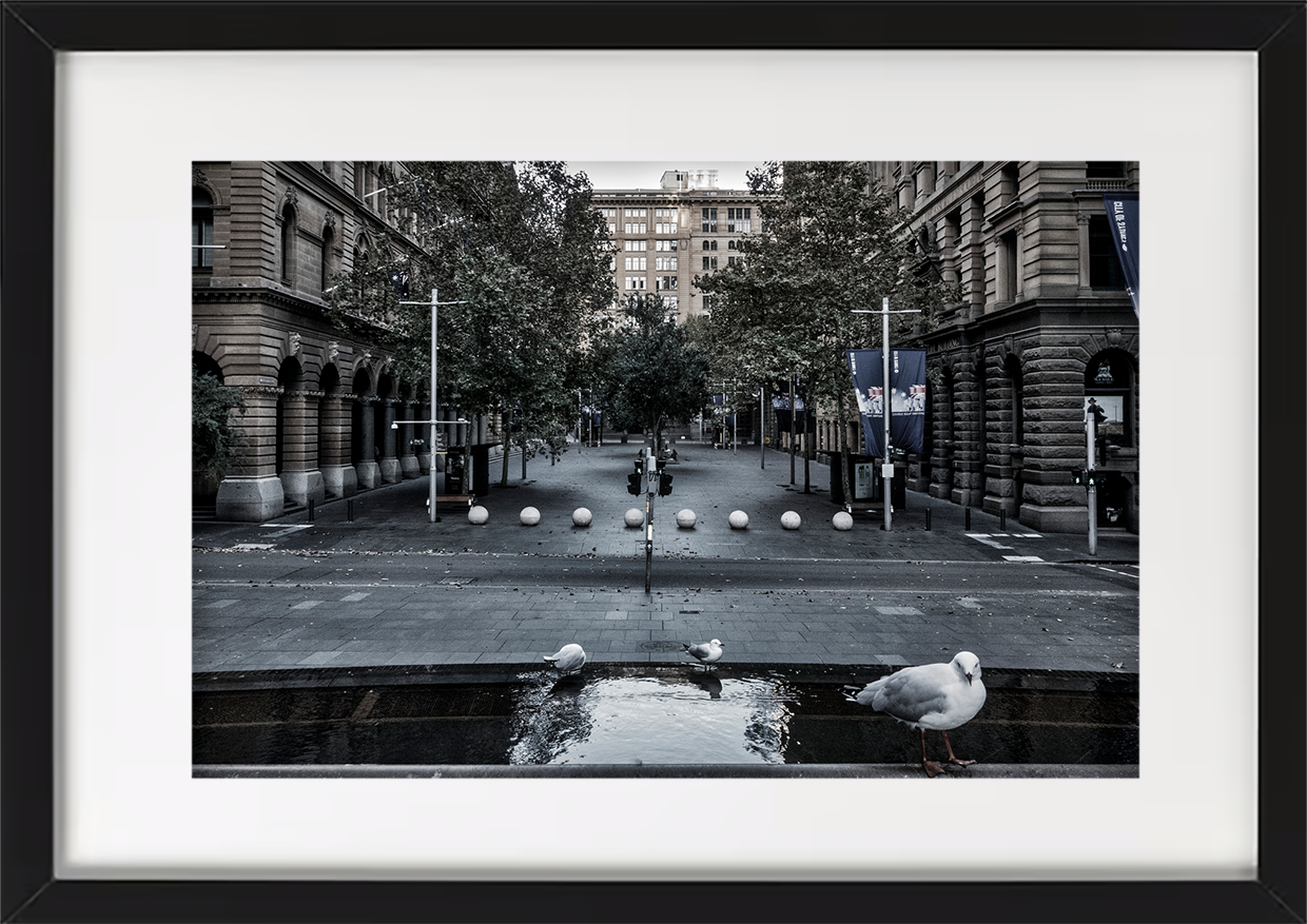 Martin Place Seagulls, Sydney CBD, 2020