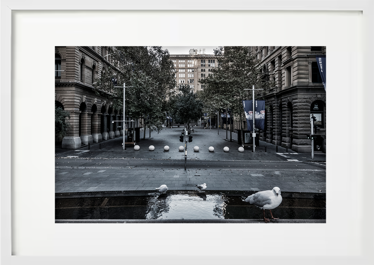Martin Place Seagulls, Sydney CBD, 2020